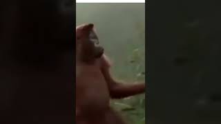 #shorts A Dana Dos Macacos