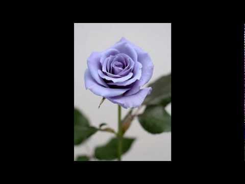 Ken Hayakawa - Japanese Rose feat. Herb Piper (Komaton Remix)