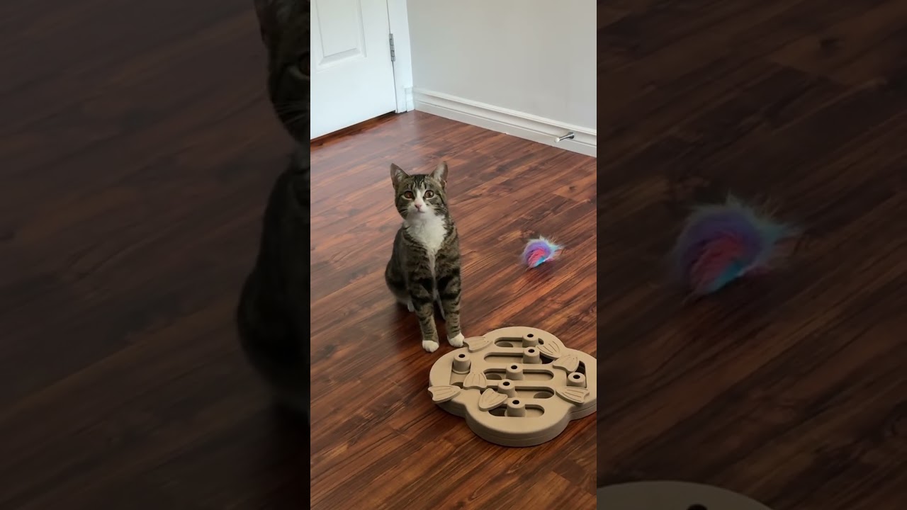 Enlarge Jasper, a Adoptable Domestic Short Hair in Calgary, AB video 6/6