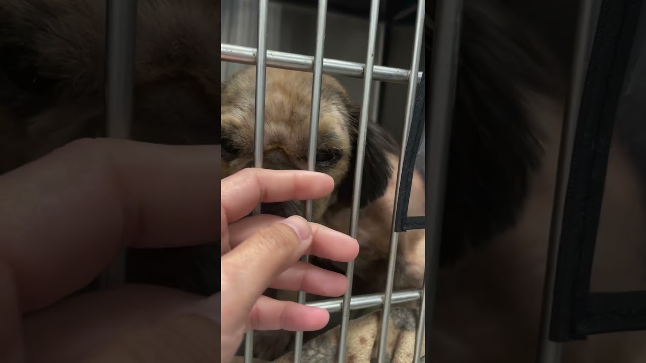 URGENT HELP IS DESPERATELY NEEDED FOR THIS POOR NEGLECTED SENIOR IN PALM BEACH ANIMAL CONTROL URGENT HELP IS DESPERATELY NEEDED FOR THIS POOR NEGLECTED SENIOR IN PALM BEACH ANIMAL CONTROL