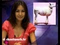 Panda Porn And Fake Poodles News Asia EP1