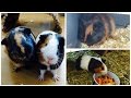 Pebbles & Frieda As Baby Guinea Pigs *Bonusclip ...