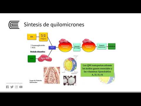 Metabolismo de los lípidos