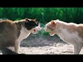 Cat VS Cat | Two Cats Fighting