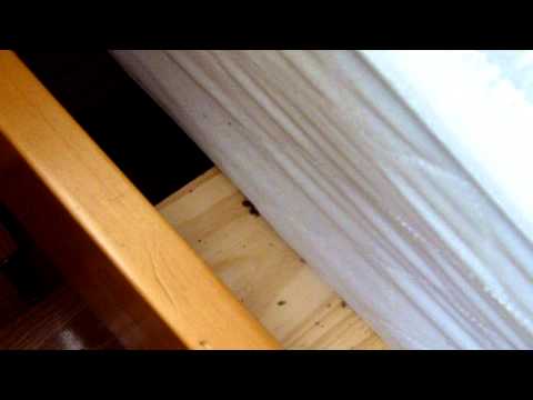 bedbug frenzy during heat treatment