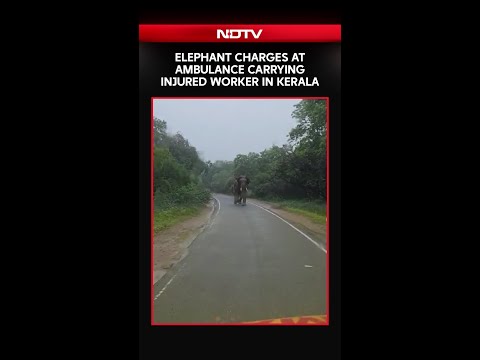 Elephant Charges At Ambulance Carrying Injured Worker In Kerala
