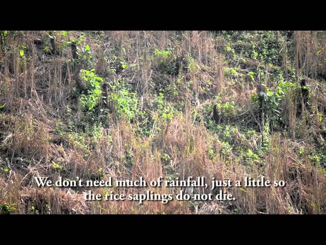 Vidéo Prononciation de Jhum cultivation en Anglais