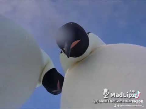 If animals had a iPhone 