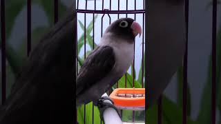 Download lagu Pancingan lovebird Batman Ampuh mp3