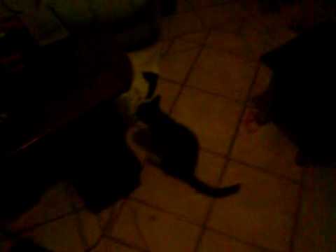 gatos mayros ekmetaleytis funny malakia