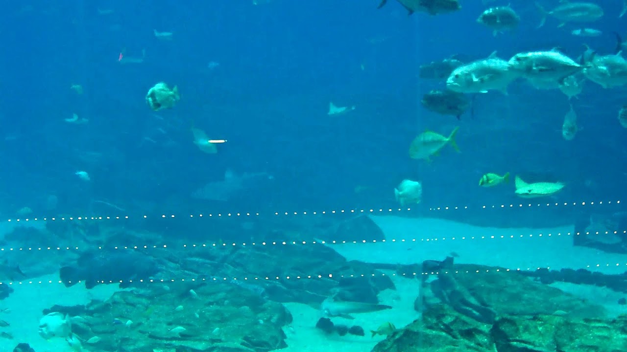 Live webcam view of Ocean Voyager Whale Shark Exhibit Cam
