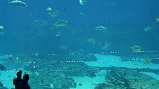 LIVE Georgia Aquarium Cam | Ocean Voyager Cam | Whale Sharks and Rays