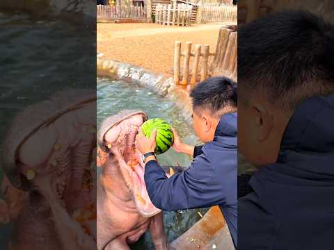 Hungry Hippos Demanded Watermelon ❤️🍉