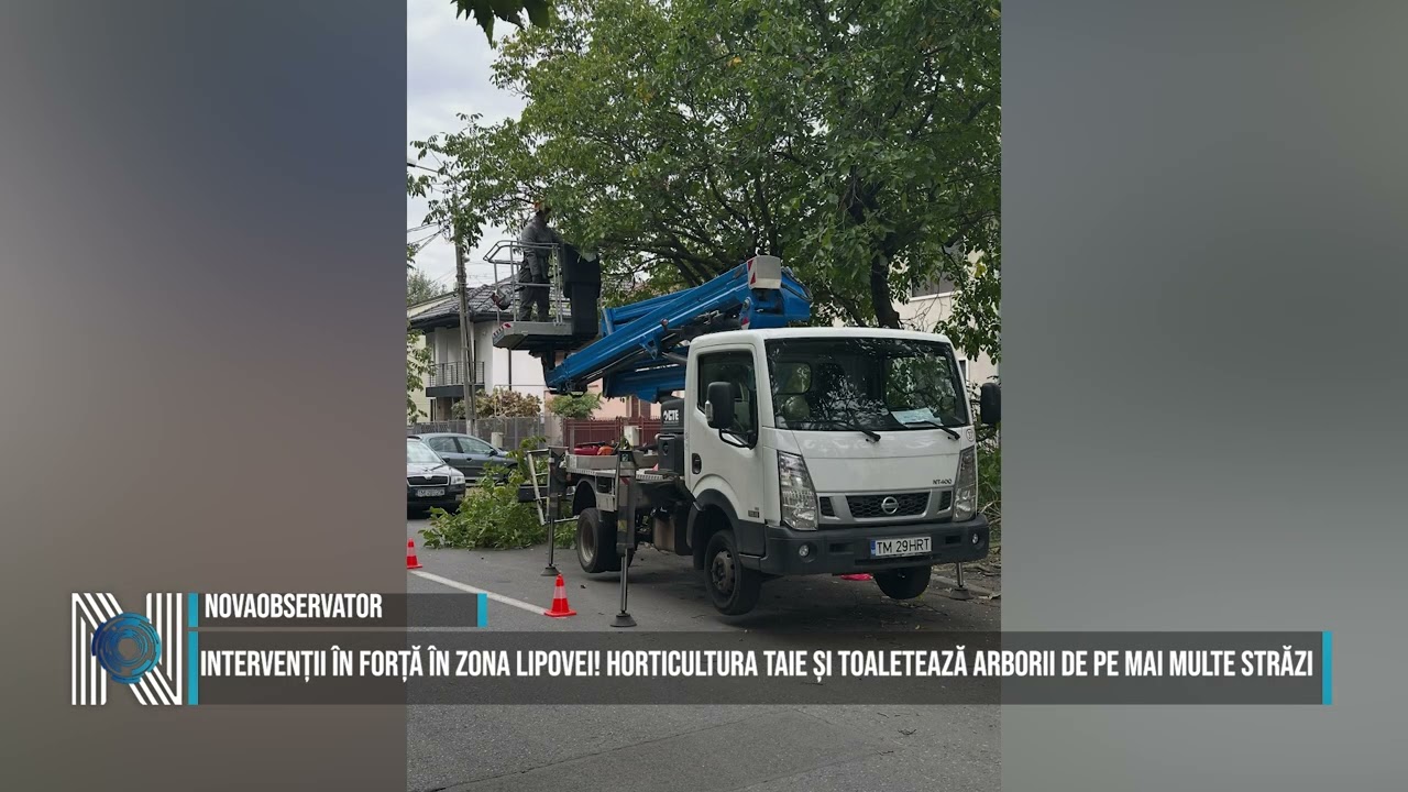 Intervenții în forță în zona Lipovei! Horticultura taie și toaletează arborii de pe mai multe străzi
