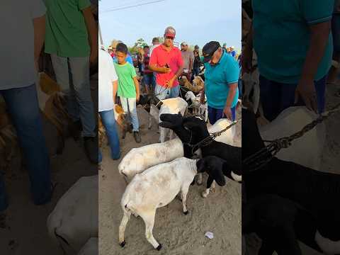 FEIRA DO BODE OVELHA CABRAS DE ITABAIANA-PB DISTRITO CARIATÁ #shorts