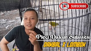 Download lagu PLECI DAKUN SULAWESI CROSS BETWEEN PLECI DAKBAL AND PLECI LOMBOK mp3