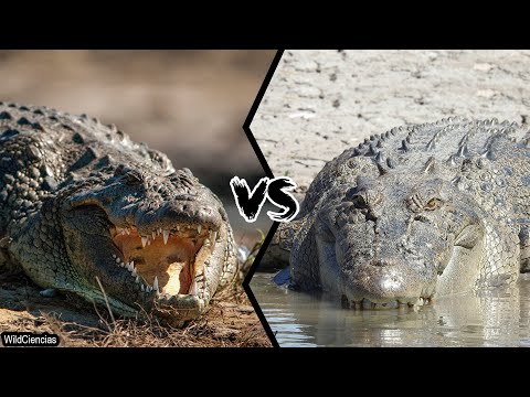 NILE CROCODILE VS SALTWATER CROCODILE - Who is the most powerful?