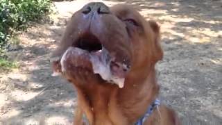 Animal Cruelty Dog Without a Tongue Has To Be Hand Feed