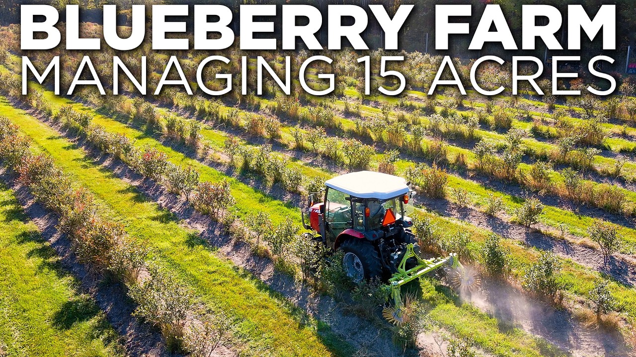 Blueberry Grower Finds a Better Way to Manage Weeds