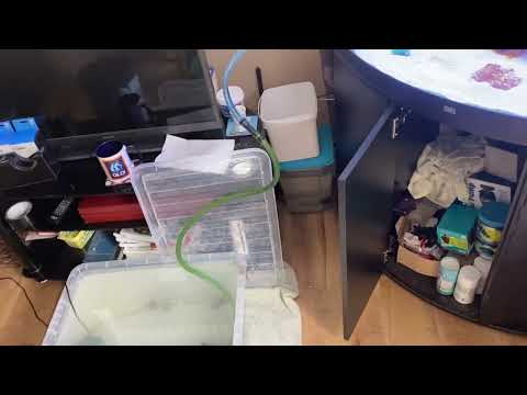 MartinC’s Koi Pond & Aquatics Episode 78