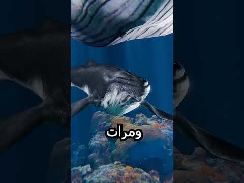 أم الحوت تعلم ولدها بالغنا 😲