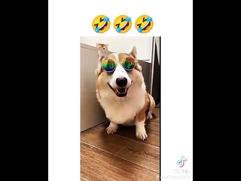 funny dog 😂#viralshort#short