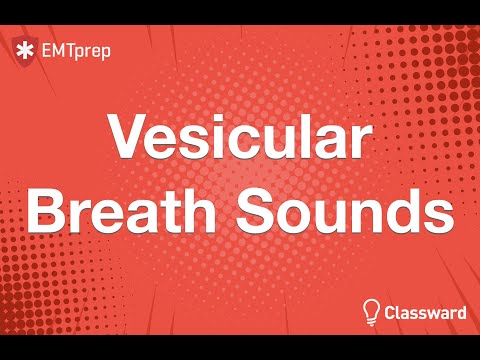 Vesicular Breath Sounds Animation - EMTprep.com