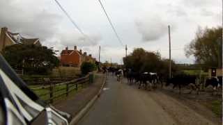 preview picture of video 'Biker vs Herd of Cows'