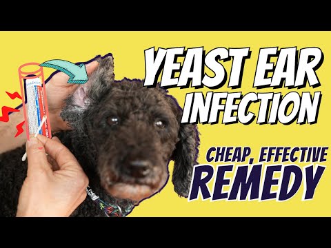 YouTube video about Unveiling 10 Warning Signs of Yeast Infections in Dogs
