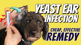 Dog Yeast Ear Infections: Great OTC Home Remedy