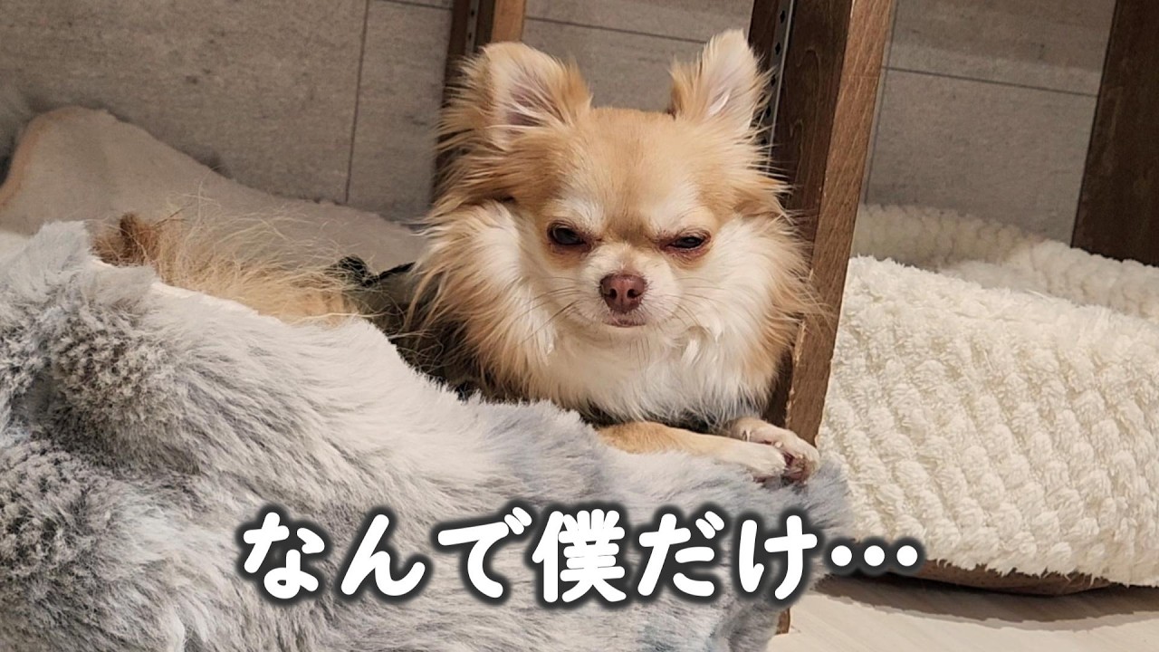 お迎えして一年後のある朝、ウリに起きたこと