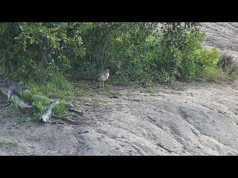 Djuma: Water Thick-knee - 06:29 - 11/21/2022
