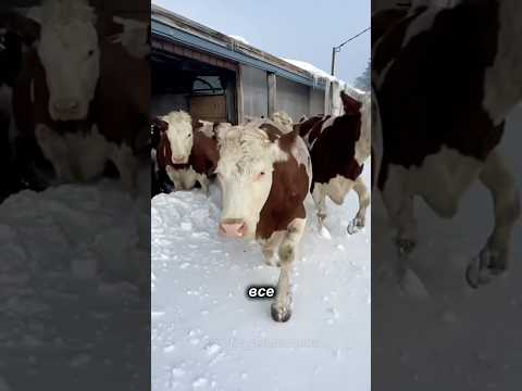 Фермерство в Якутии