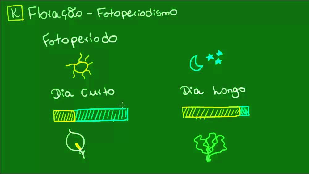 Floração e fotoperíodo - Botânica - Biologia