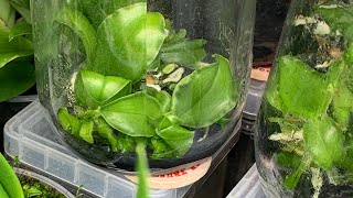 Deflasking Phalaenopsis Seedlings (Video 4 of 4 - Grow Orchids from Seed) - Phal pallens