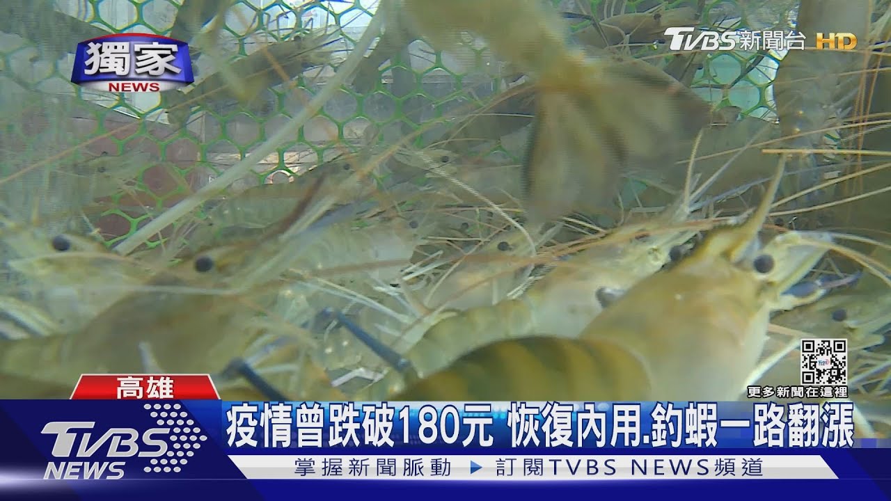 疫情曾跌破1斤180元!泰國蝦翻倍漲破350元 餐飲、釣蝦場紛漲價