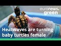 Rising Temperatures Are Reducing The Number Of Male Sea Turtles Born In The US
