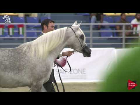 N 16 SHOBRA AL ZOBAIR   SHARJAH 2018 SE