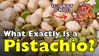 What Exactly Is a Pistachio? It's Not What You Think [ID0621]
