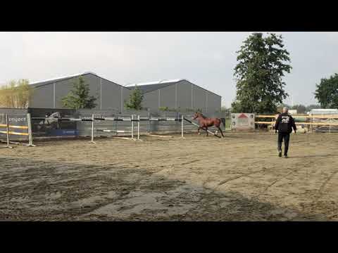 Ti Amo . 2 jarige hengst . Malito De Reve x cassini II