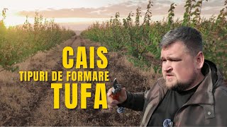 Tăieri de formare la cais. Forma de TUFĂ