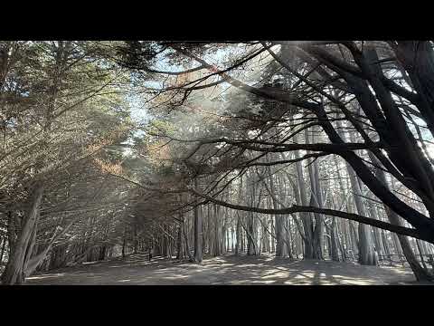 Moss Beach Woods | 1 Hour Peaceful Forest Ambience for Relaxation & Sleep