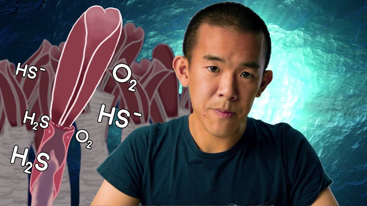 How Giant Tube Worms Survive at Hydrothermal Vents | I Contain Multitudes