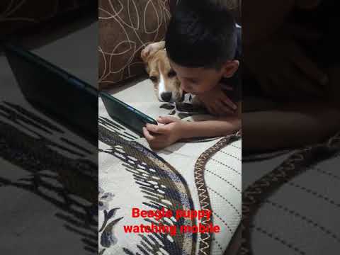 Bought beagle cute puppy to keep harshul away from Mobile but alas