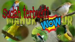 Download lagu pikat kutilang ribut kombinasi burcil mp3