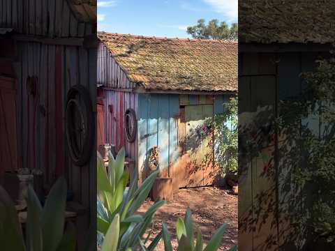 Interior do estado do Paraná Ivaiporã #Roça #sitio