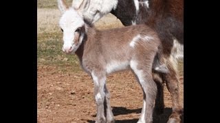 preview picture of video 'Miniature Donkey HHAA Pajama Girl @ 4 Days Old'