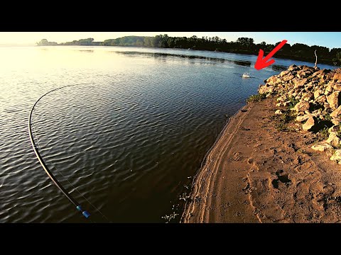 SO MANY FISH ... but where is the ASP ?