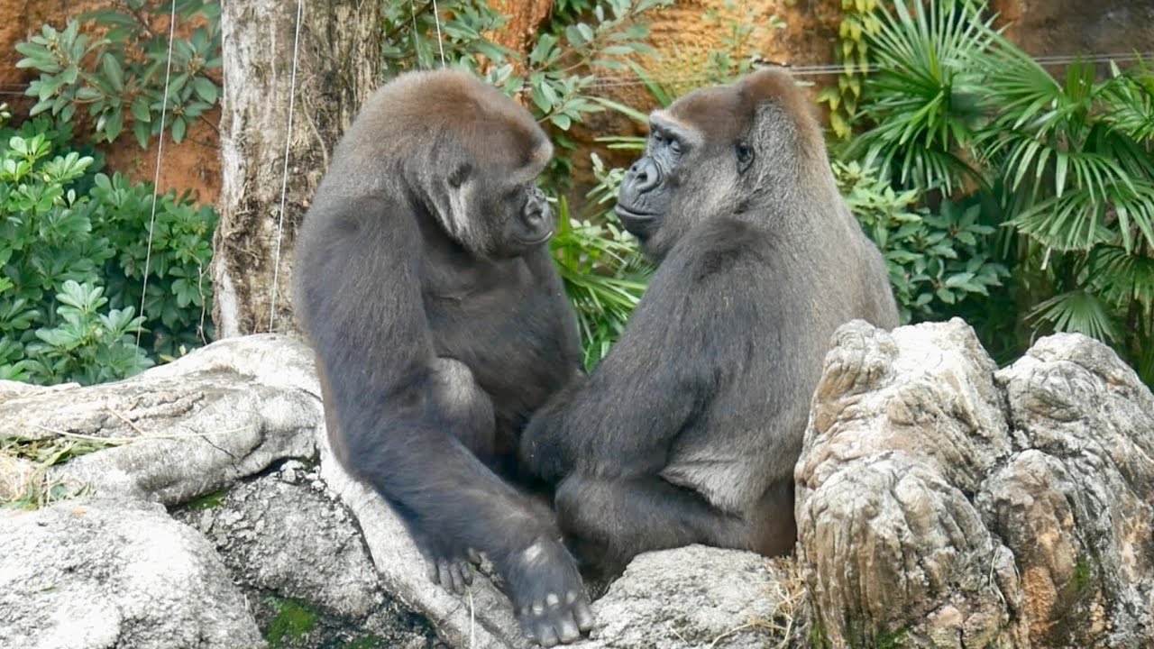Gorilla Is Worried Because Her Mother Is Coughing