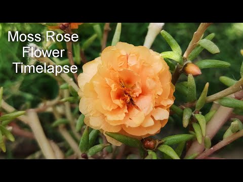 Xiaomi  Poco F3 Time Lapse Sample Video - Moss Rose Flower Timelapse